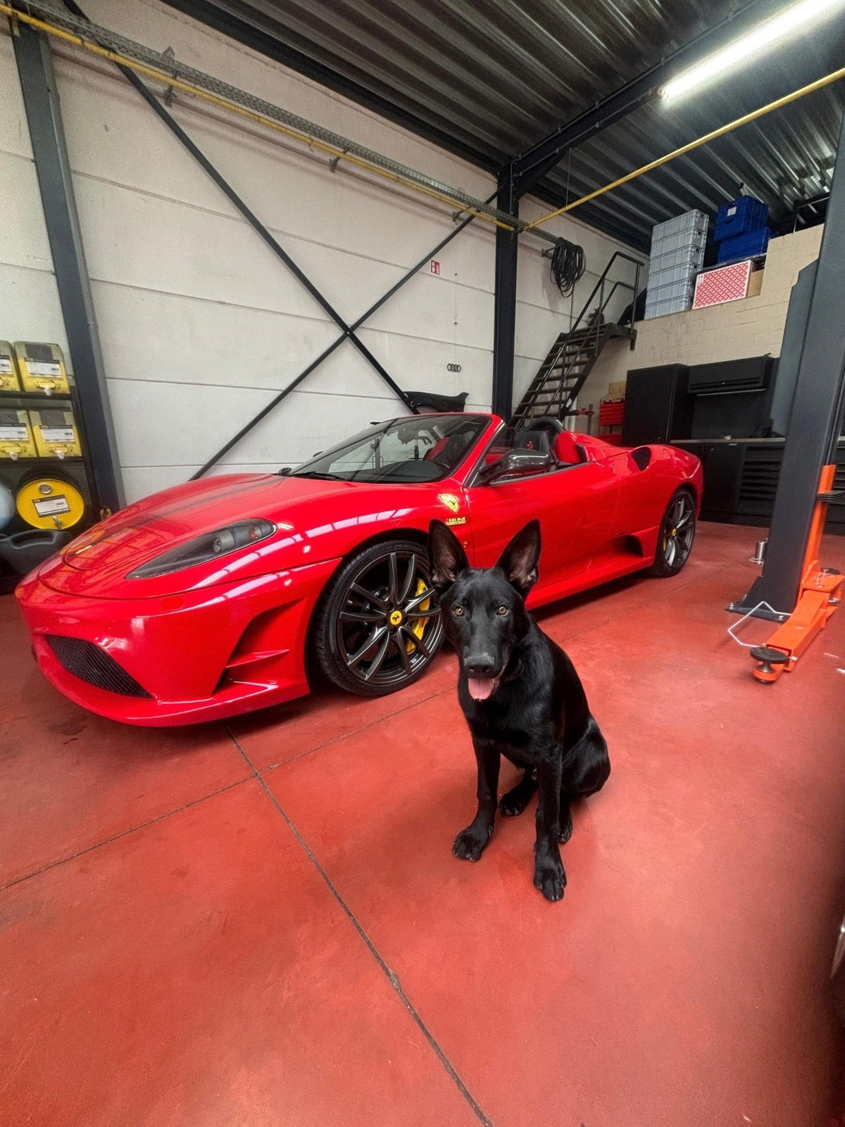 Rode Ferrari F430 en zwarte garagehond in de werkplaats van XCS Automotive in Merchtem